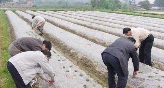 春花生什么时间播种合适