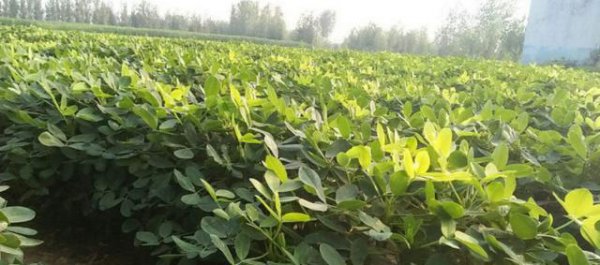 春花生什么时间播种合适