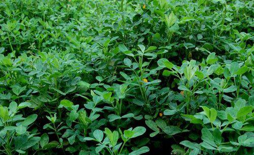 春花生什么时间播种合适