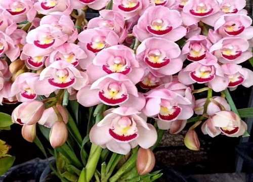 蕙兰的花色变浓变淡全靠几个方法