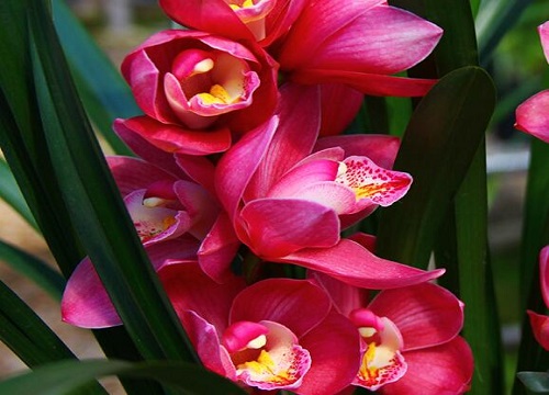 蕙兰的花色变浓变淡全靠几个方法