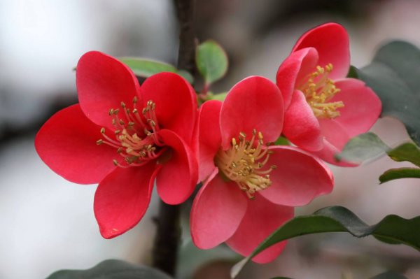 海棠叶子发黄干枯怎么回事