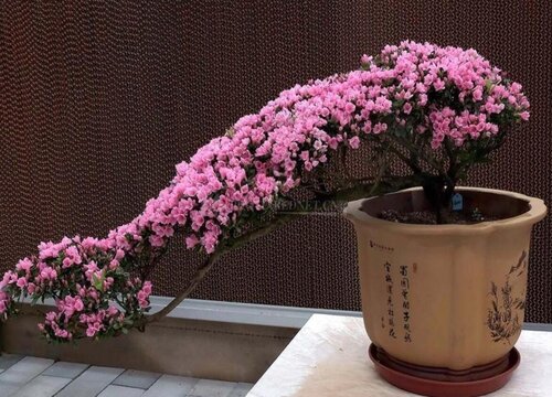 腊皮杜鹃花期是什么时候