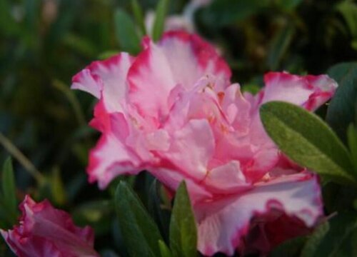 腊皮杜鹃花期是什么时候