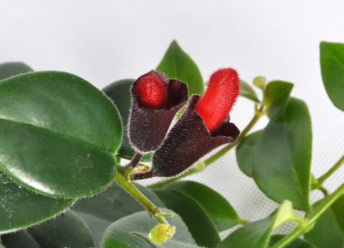 口红花什么时候开花