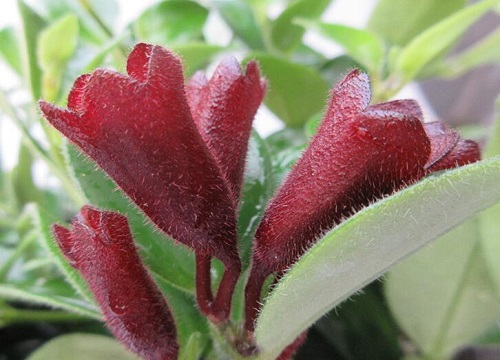 口红花什么时候开花