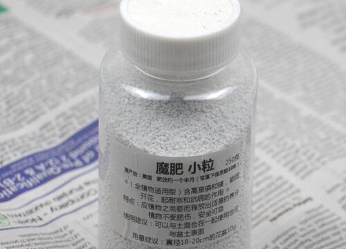 兰花使用魔肥花量翻几倍