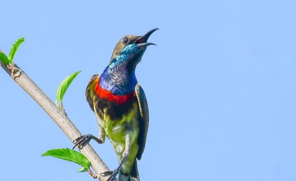 玄凤鹦鹉一年繁殖几窝合适