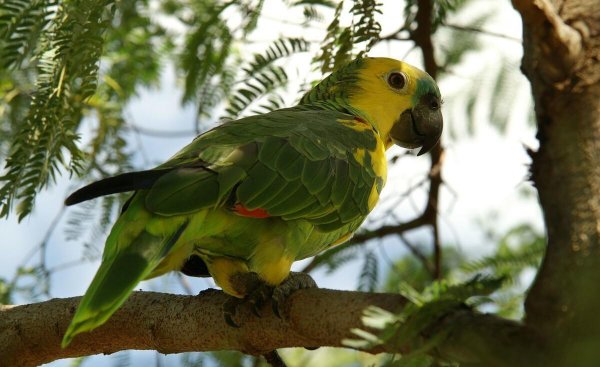 玄凤鹦鹉一年繁殖几窝合适