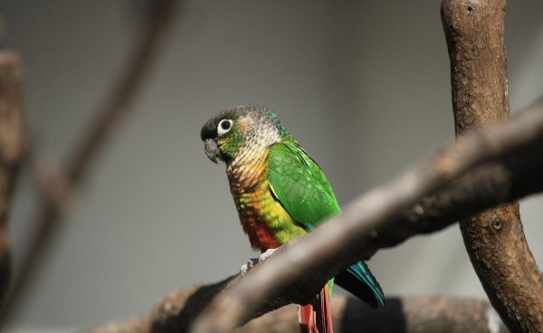 玄凤鹦鹉一年繁殖几窝合适
