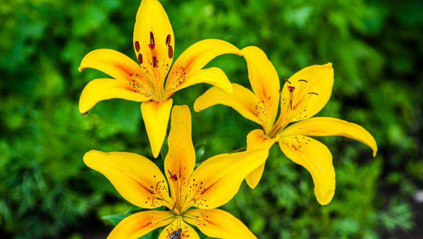 象征友谊一辈子的花语