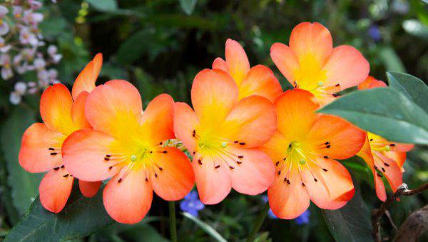 象征友谊一辈子的花语