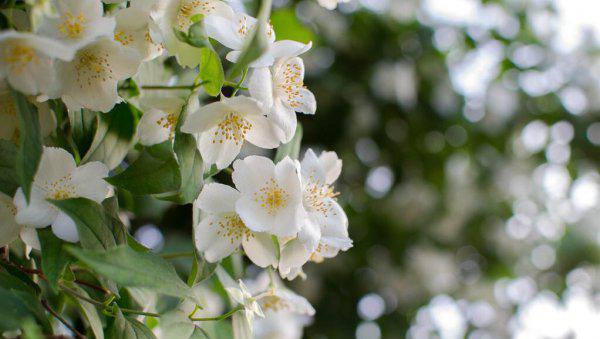 象征友谊一辈子的花语