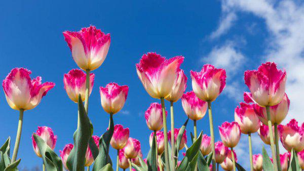 象征友谊一辈子的花语