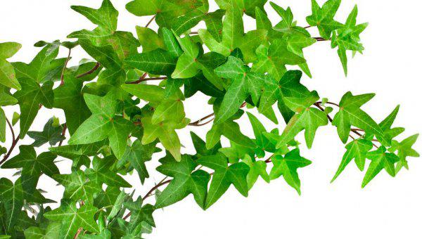 象征友谊一辈子的花语