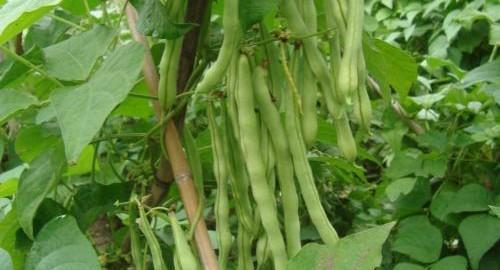 豆角叶子干枯萎什么原因