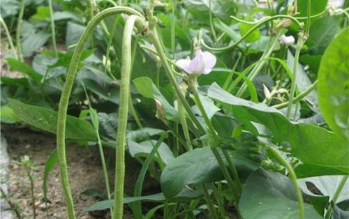 豆角叶子干枯萎什么原因