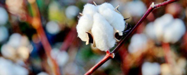 大自然中的棉花都是白色的吗