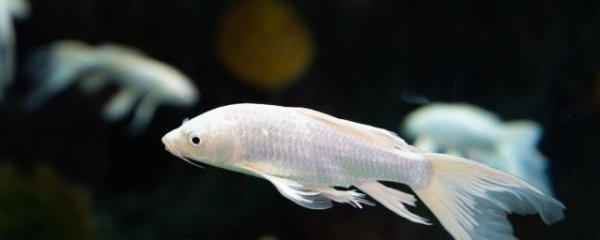 鱼缸可以放卧室吗