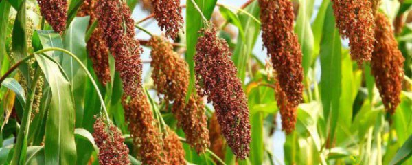 高粱适合什么地方种植