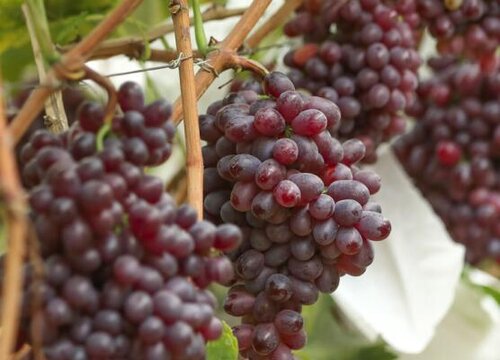 晚熟葡萄品种有哪些