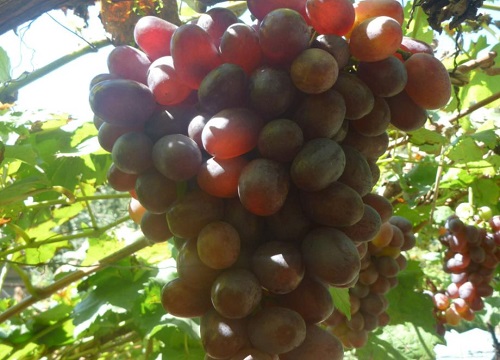 晚熟葡萄品种有哪些