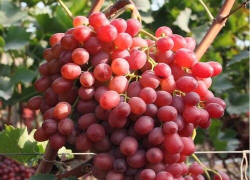 晚熟葡萄品种有哪些