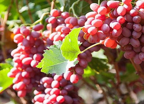晚熟葡萄品种有哪些