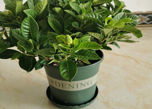 冷凉天气养花浇水存在的误区