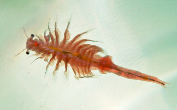 中国死海在什么地方