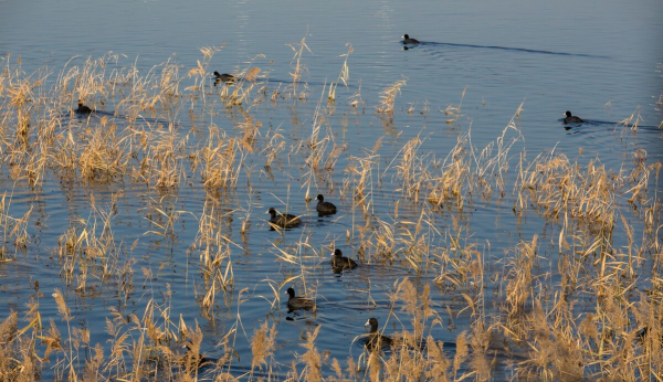 中国死海在什么地方