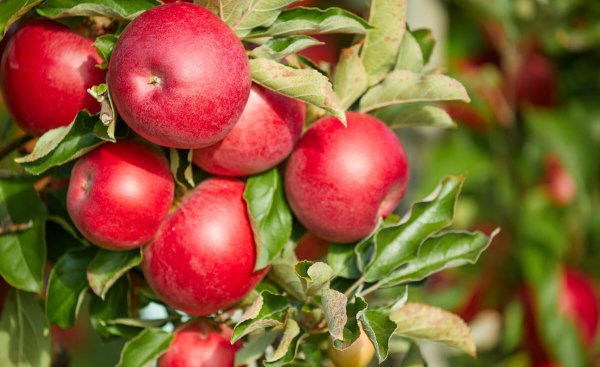 全国苹果产地最好排名