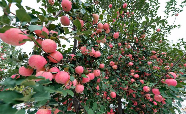 全国苹果产地最好排名