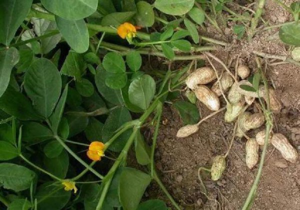 花生开花期怎样种植与管理产量高