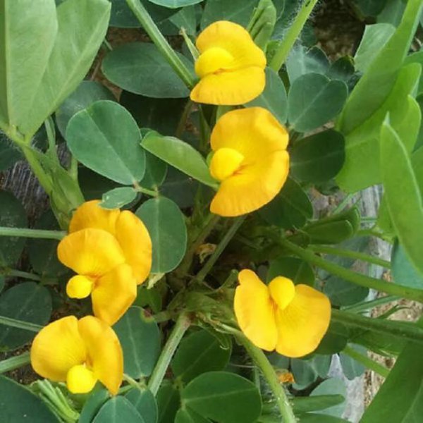 花生开花期怎样种植与管理产量高