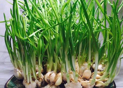 大蒜几月份种植最好