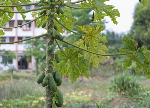 木瓜几年结果实