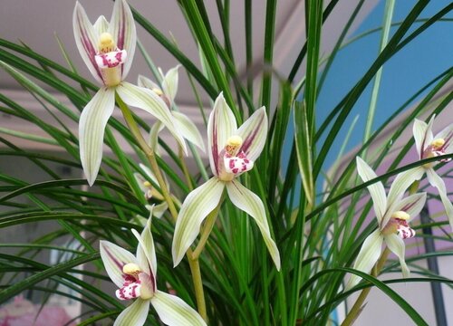 兰花不开花怎么办