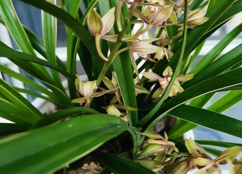 兰花不开花怎么办