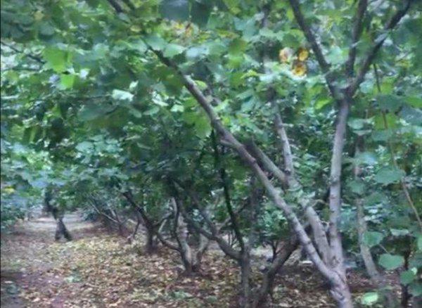 榛子树秋天能剪枝吗