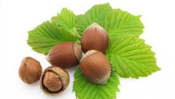 榛子树秋天能剪枝吗