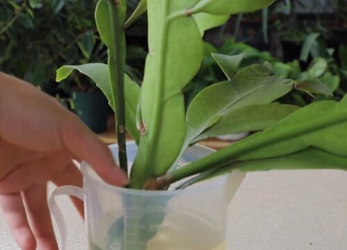 令箭荷花什么时候扦插最好