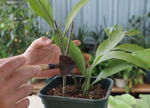 令箭荷花什么时候扦插最好