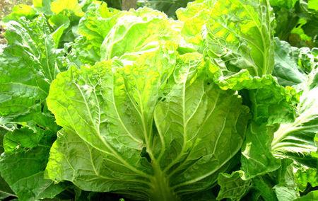 冬季小白菜怎样防冻