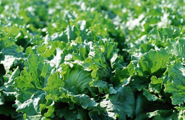 冬季小白菜怎样防冻