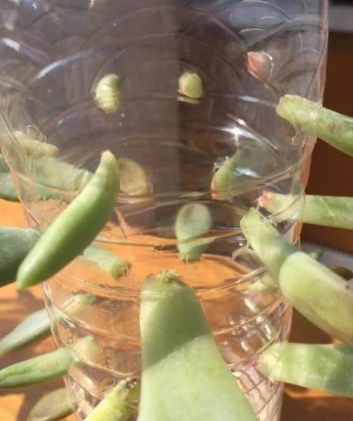 矿泉水瓶的用途都有哪些