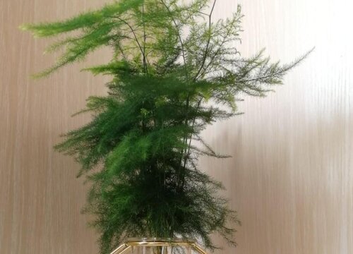 文竹黄叶如何处理才能恢复