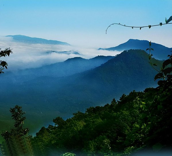 沉香哪里的产地最好