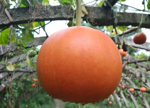 金瓜种植时间和方法