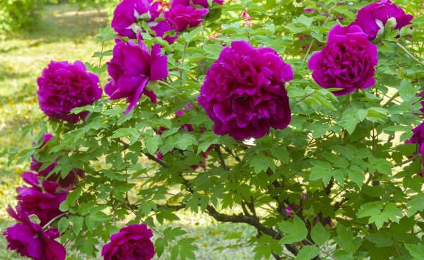 中国国花是牡丹还是梅花